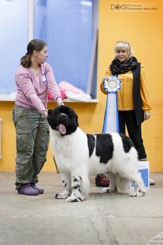 Фото: ньюфаундленд Super Bizon Malina (Супер Бизон Малина)