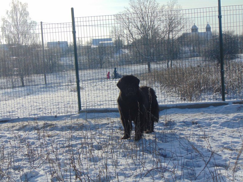 Фото: ньюфаундленд Shelest Sauri Bolshoj Malysh