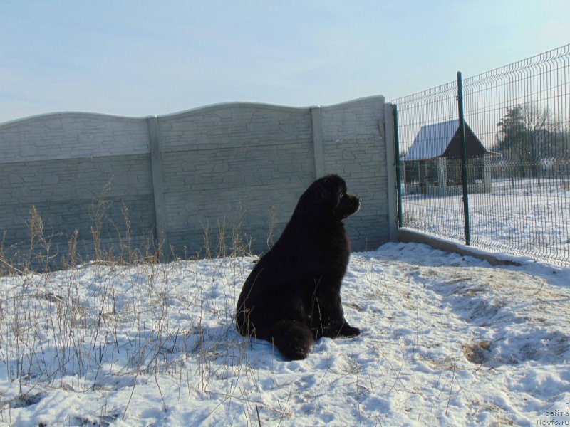 Фото: ньюфаундленд Shelest Sauri Bolshoj Malysh