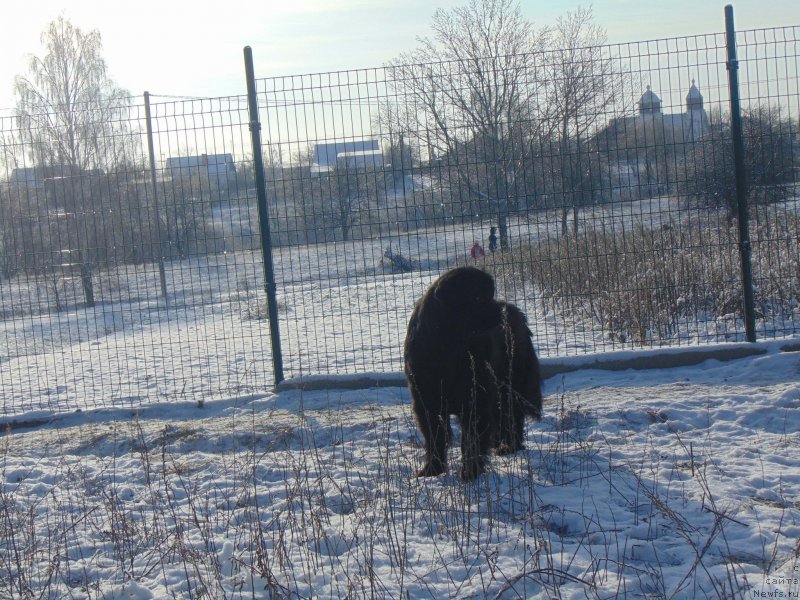 Фото: ньюфаундленд Shelest Sauri Bolshoj Malysh