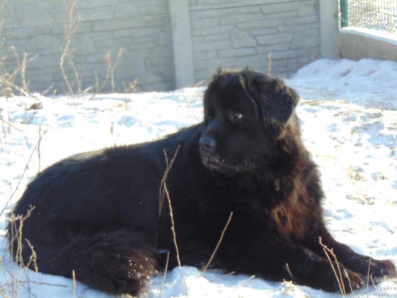 Фото: ньюфаундленд Shelest Sauri Bolshoj Malysh
