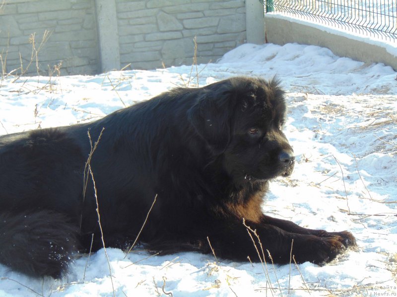 Фото: ньюфаундленд Shelest Sauri Bolshoj Malysh