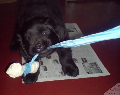 Фото: ньюфаундленд Koldovskaya Lyubov' (Колдовская Любовь)