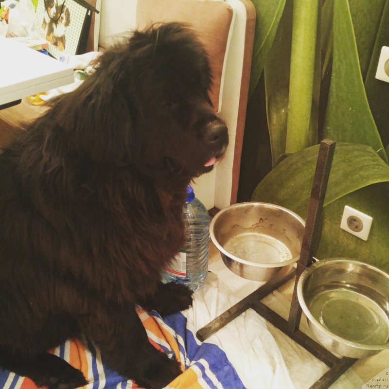 Фотография № 217350