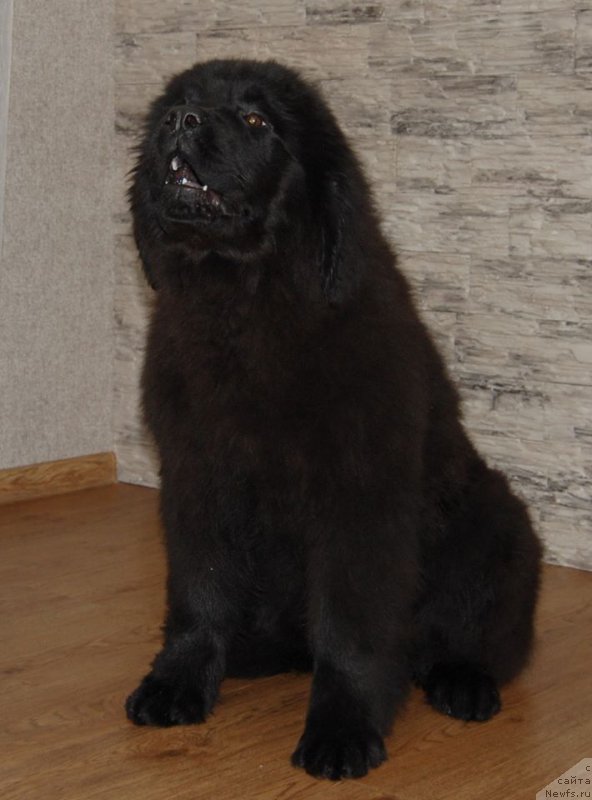 Фото: ньюфаундленд Adel iz Zamka Melvin (Адель из Замка Мелвин)