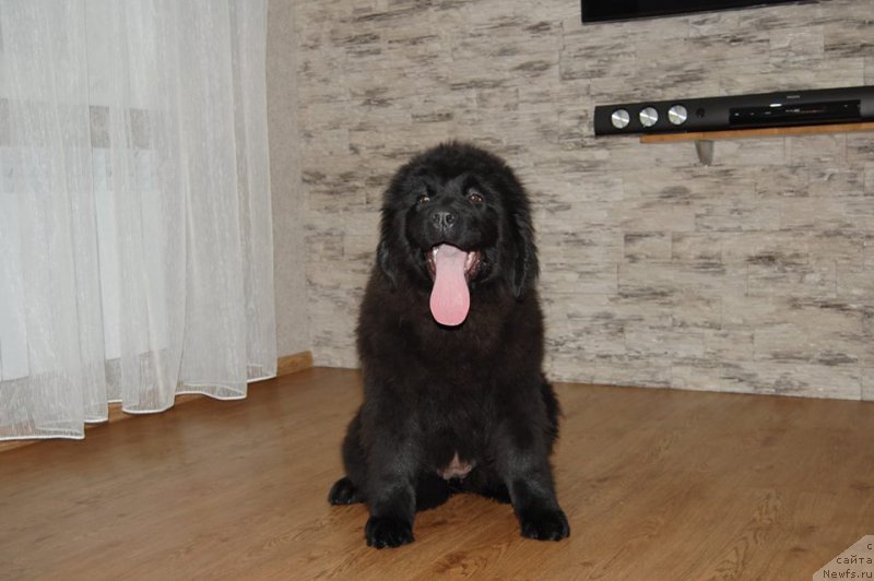 Фото: ньюфаундленд Adel iz Zamka Melvin (Адель из Замка Мелвин)