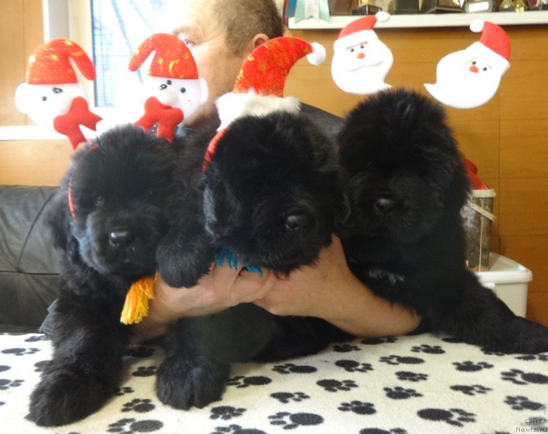 Фотография № 217362