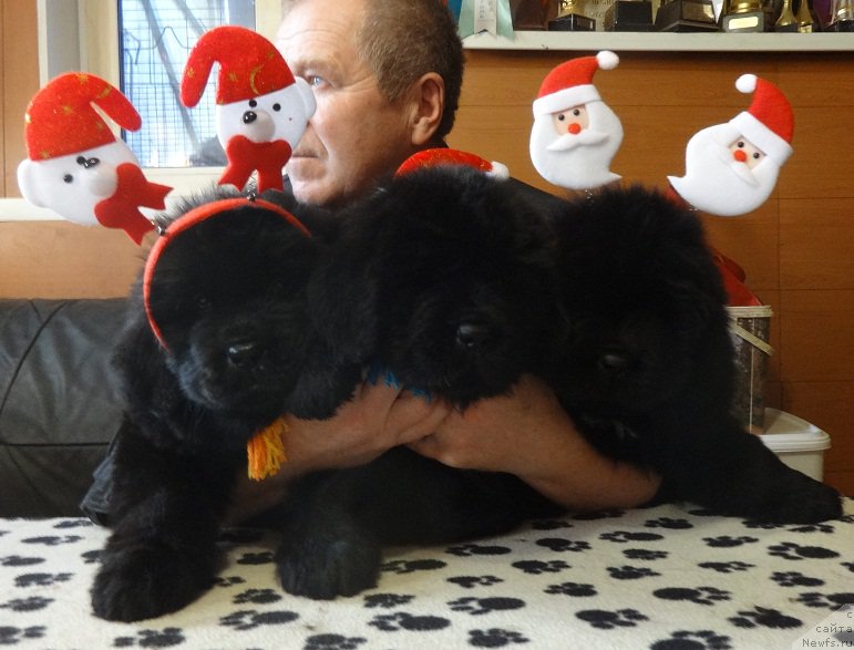 Фото: ньюфаундленд Dark Pride Valentino (Дак Прайд Валентино)