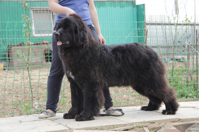 Фото: ньюфаундленд Callistos Seraphim