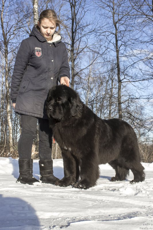 Фото: ньюфаундленд Callistos Seraphim