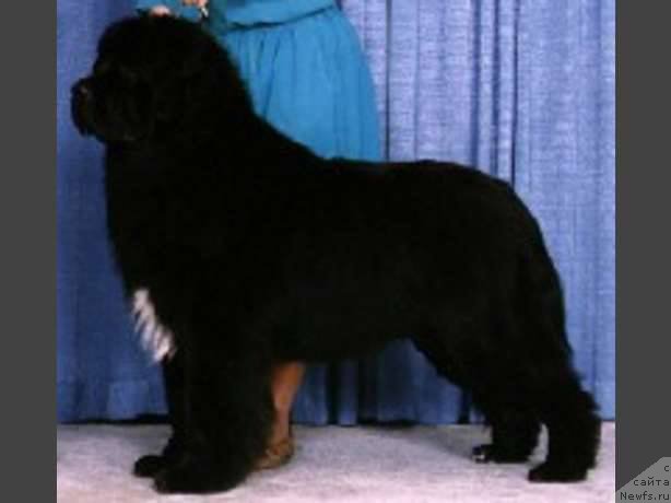 Фото: ньюфаундленд Topmast's Charlie Daniels