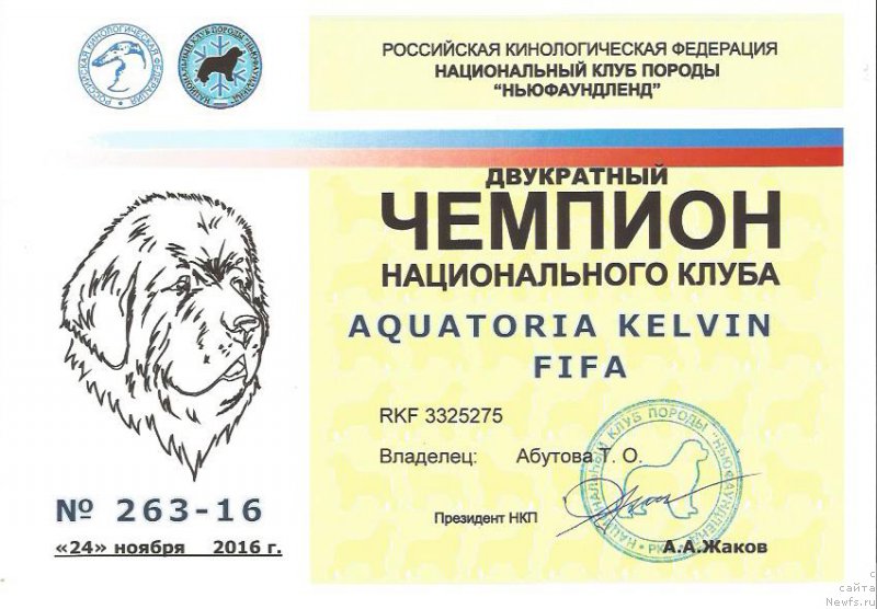 Фото: ньюфаундленд Aquatoriya Kelvin Fifa (Акватория Келвин Фифа)