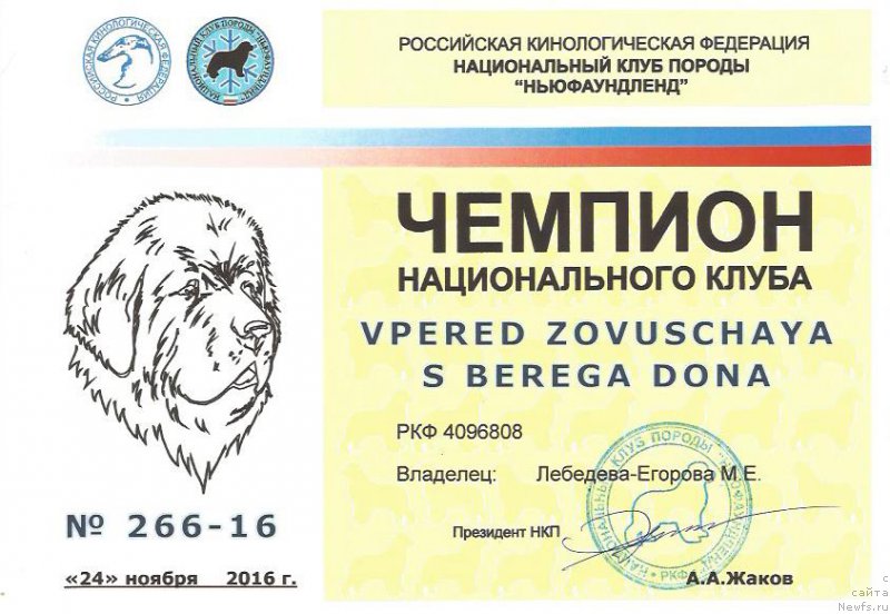 Фото: ньюфаундленд Vpered Zovuschaya s Berega Dona (Вперед Зовущая с Берега Дона)