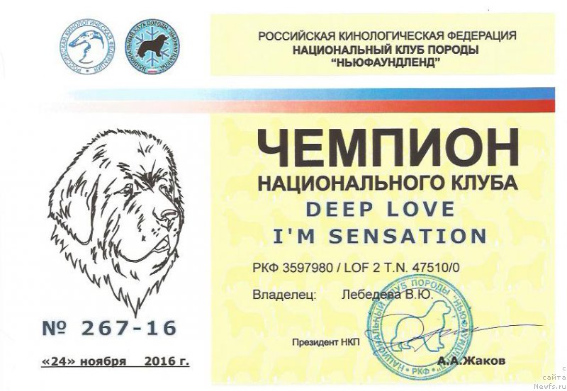 Фото: ньюфаундленд Deep Love I'm Sensation (Deep Love I'm Sensation)