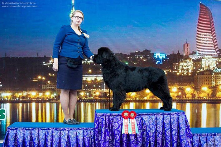 Фотография № 217376