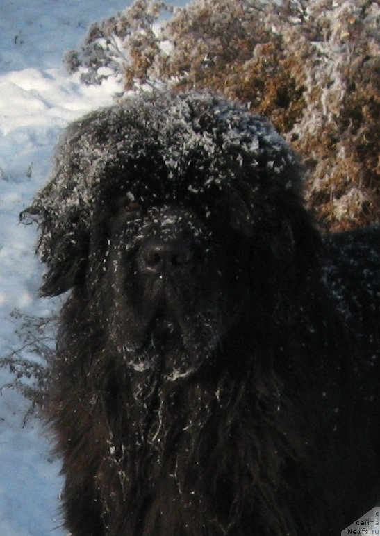 Фотография № 217377