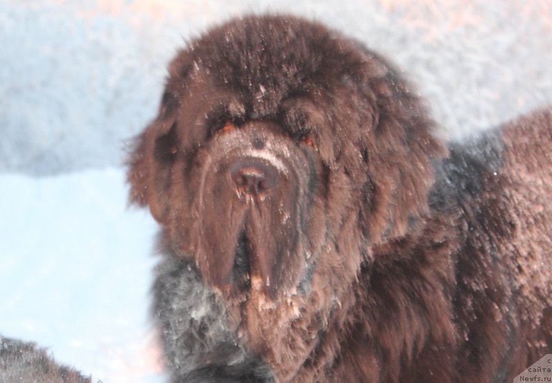 Фото: ньюфаундленд Beguschaya po Volnam Zero Kool (Бегущая по Волнам Зеро Коол)