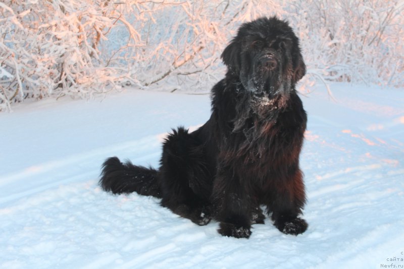 Фото: ньюфаундленд King of Helluland You Shock Me