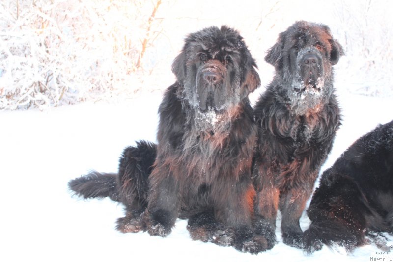 Фото: ньюфаундленд King of Helluland You Shock Me