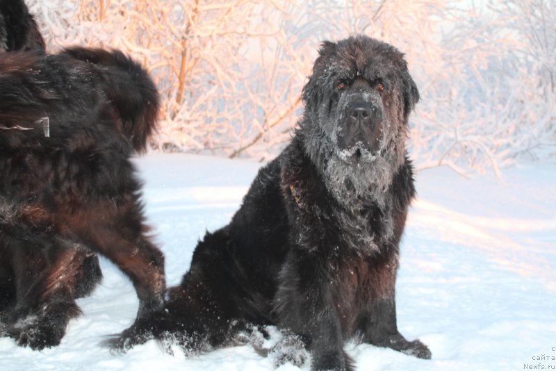Фото: ньюфаундленд Anabelle Kvin of zye Mountayns (Анабелле Квин оф зэ Моунтайнс)