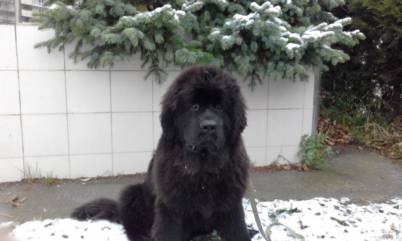 Фото: ньюфаундленд Akvatoriya Kelvin Zlata (Акватория Келвин Злата)