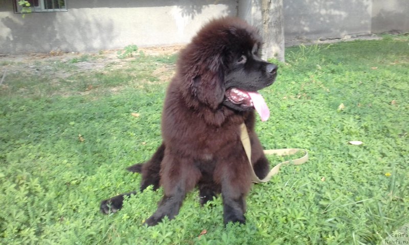 Фото: ньюфаундленд Akvatoriya Kelvin Zlata (Акватория Келвин Злата)