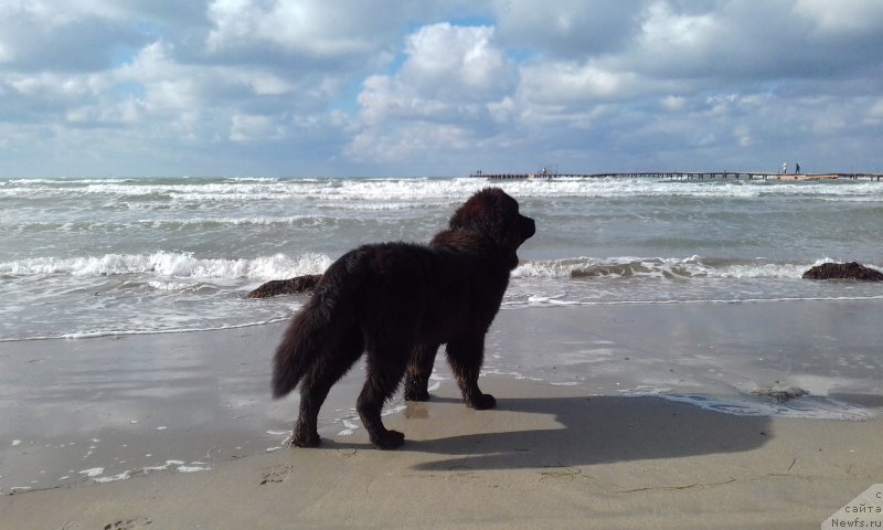 Фото: ньюфаундленд Akvatoriya Kelvin Zlata (Акватория Келвин Злата)