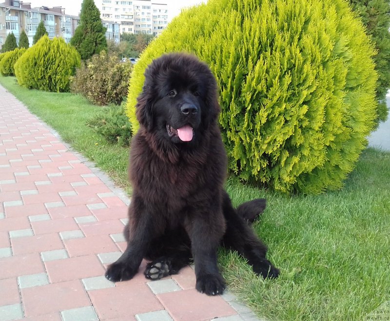 Фото: ньюфаундленд Akvatoriya Kelvin Zlata (Акватория Келвин Злата)