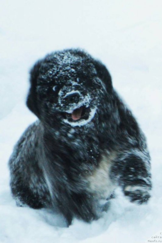 Фотография № 217415