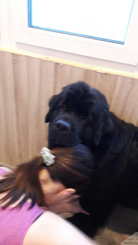 Фото: ньюфаундленд Belkonder-Club Jamaica Blue Mountin (Белкондер-Клаб Ямайка Блю Маунтин)