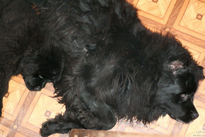 Фото: ньюфаундленд Chernaya Mafia Because I Am Worth It (Черная Мафия Бекаусе И Ам Вортх Ит), ньюфаундленд Usatyiy Nyan' Timosha (Усатый Нянь Тимоша)