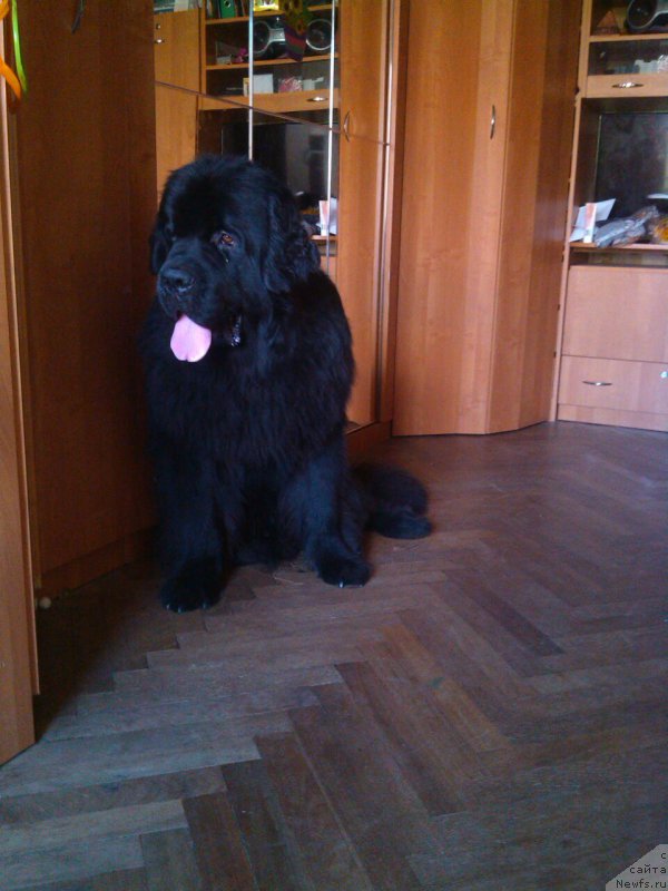 Фото: ньюфаундленд Belkonder-Klab YAlungo Strong (Белкондер-Клаб Ялунго Стронг)