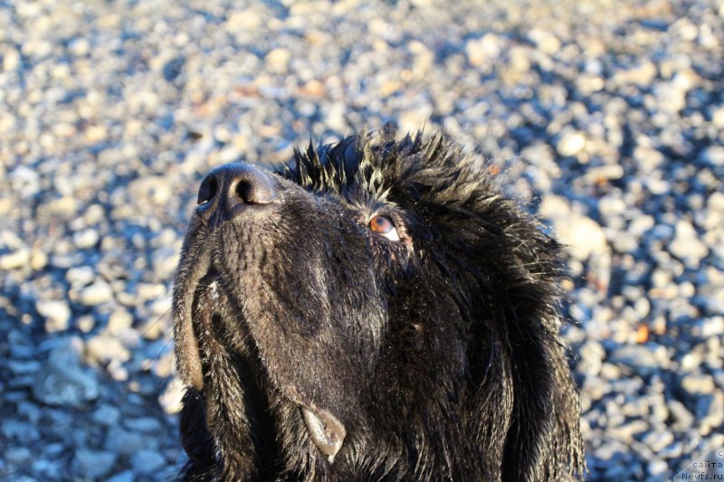 Фото: ньюфаундленд Akvatoriya Kelvin YU Myeyk May Drim (Акватория Келвин Ю Мэйк Май Дрим)