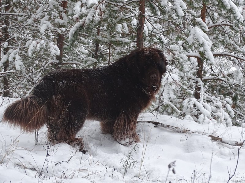 Фото: ньюфаундленд N'yufort Vivian (Ньюфорт Вивиан)