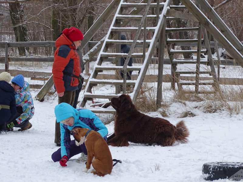 Фото: ньюфаундленд N'yufort Vivian (Ньюфорт Вивиан), Galiya Gizatullina (Галия Гизатуллина)