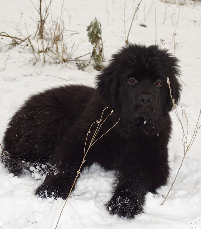 Фотография № 217438