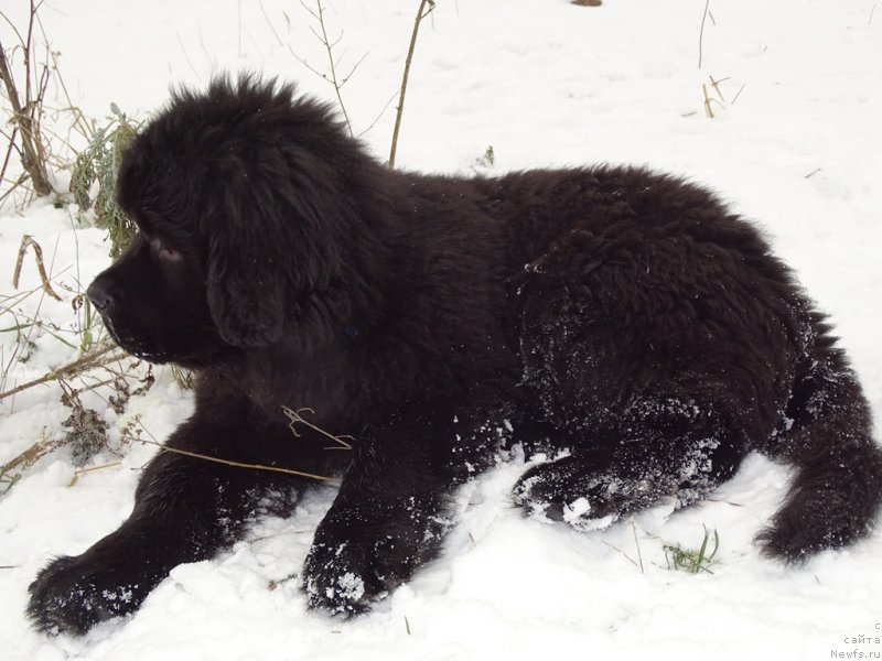 Фото: ньюфаундленд S'Nezhnaya Vjuga Van Gils Classik (С'Нежная Вьюга Ван Гилс Классик)