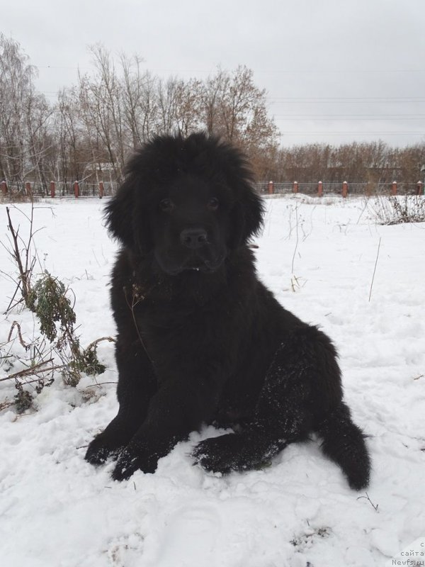 Фото: ньюфаундленд S'Nezhnaya Vjuga Van Gils Classik (С'Нежная Вьюга Ван Гилс Классик)