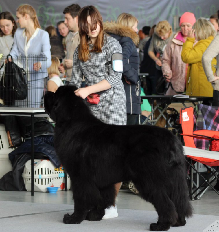 Фото: ньюфаундленд Myelman SHerstistyiy Mamont (Мэлман Шерстистый Мамонт)