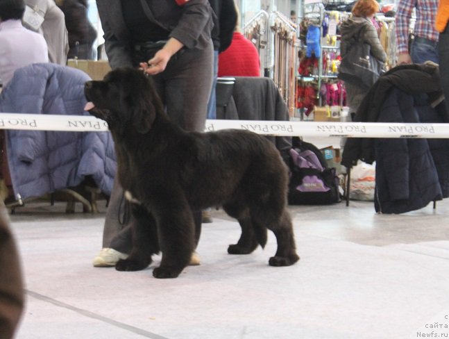 Фото: ньюфаундленд Terra Viktoriya Vodnaya Nimfa (Терра Виктория Водная Нимфа)
