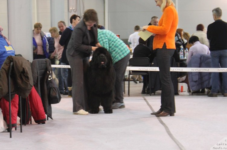 Фото: ньюфаундленд Myelman SHerstistyiy Mamont (Мэлман Шерстистый Мамонт)