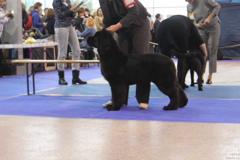 Фото: ньюфаундленд Terra Viktoriya Vodnaya Nimfa (Терра Виктория Водная Нимфа)
