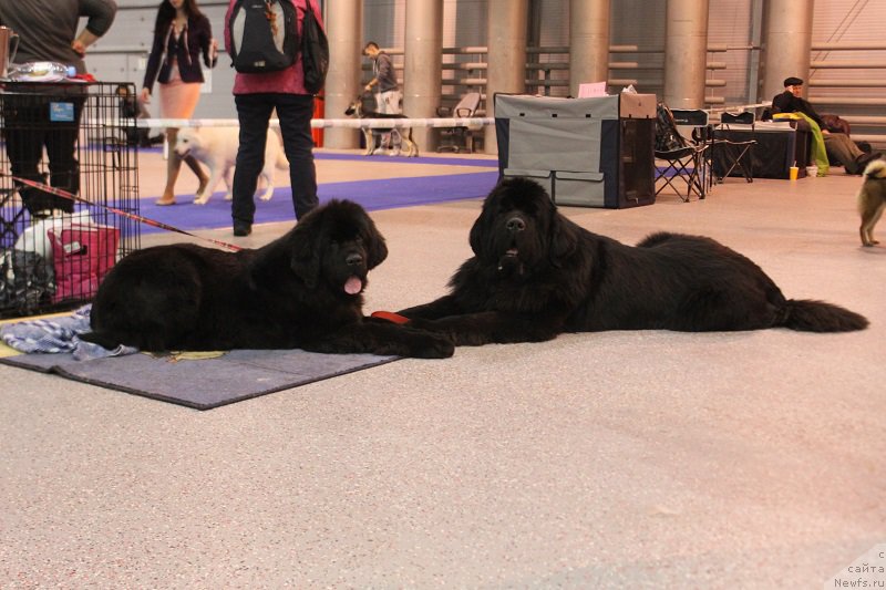 Фото: ньюфаундленд Terra Viktoriya Vodnaya Nimfa (Терра Виктория Водная Нимфа), ньюфаундленд Super Bizon Liliman (Супер Бизон Лилимэн)
