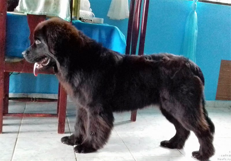 Фото: ньюфаундленд Waterton-Lakes Bear Now and Forever Zhade (Уотертон-Лейкс Беар Нау энд Форевер Жаде)