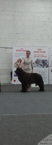 Фото: ньюфаундленд Funnewf Avalon (Фанньюф Авалон)