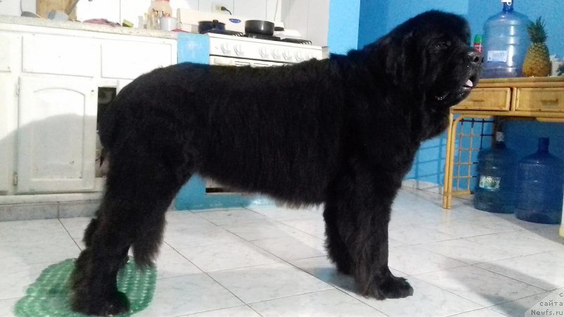 Фото: ньюфаундленд Piternyuf IMXO (Питерньюф ИМХО)