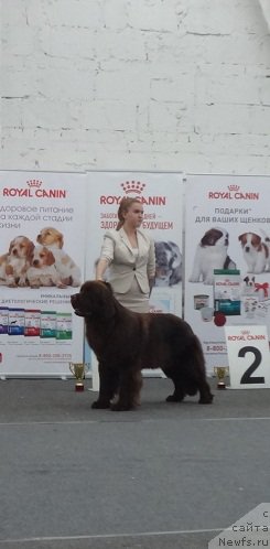 Фото: ньюфаундленд Funnewf Avalon (Фанньюф Авалон)