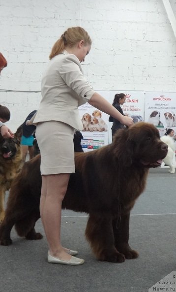 Фотография № 217463