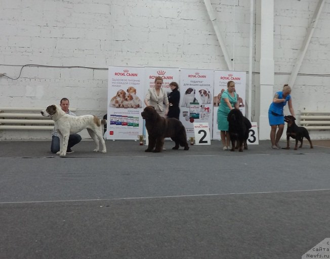 Фото: ньюфаундленд Funnewf Avalon (Фанньюф Авалон)