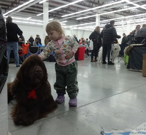 Фото: ньюфаундленд Funnewf Avalon (Фанньюф Авалон)